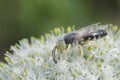 Industrious Bee on Leek Flower Royalty Free Stock Photo