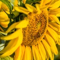 Industrious bee pollinating sunflower