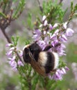 bumblebee on heather flowers