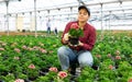 female staff of wholesale warehouse of plants inspects geranium before sending order abroad