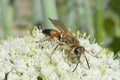 Industrious Wasp on Leek Flower Royalty Free Stock Photo