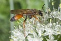 Industrious Wasp on Leek Flower Royalty Free Stock Photo