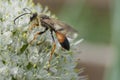 Industrious Wasp on Leek Flower Royalty Free Stock Photo