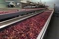 production fruit berry industry conveyer food equipment process factory work. Generative AI.