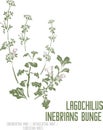 Lagochilus inebrians Bunge flowers silhouette in color image vector illustration
