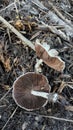inedible agaricus mushroom with bottom side black colored fungi. Royalty Free Stock Photo