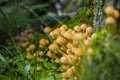 Inedible false honey mushrooms growing from fir tree stump Royalty Free Stock Photo