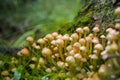 Inedible false honey mushrooms growing from fir tree stump Royalty Free Stock Photo