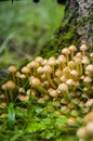 Inedible false honey mushrooms growing from fir tree stump Royalty Free Stock Photo