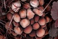 Inedible forest mushroom, top view. Mycelium of grebe or fungus with cap with red velvet surface. Burgundy, brown colors. Template Royalty Free Stock Photo