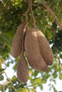 Inedible fruits of evergreen sausage tree, Kigelia africana.