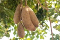 Inedible fruits of evergreen sausage tree, Kigelia africana