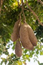 Inedible fruits of evergreen sausage tree, Kigelia africana.