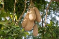 Inedible fruits of evergreen sausage tree, Kigelia africana.