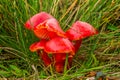 inedible fungus hygrocybe coccinea Royalty Free Stock Photo