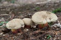 Inedible mushroom Caloboletus calopus in the spruce forest. Known as Bitter Beech Bolete.