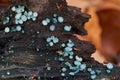 Inedible mushroom Chlorociboria aeruginosa on the wood. Known as Turquoise Elfcup.