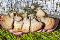 Inedible mushroom or colored Polypore Coriolus versicolor lat.