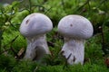 Inedible mushroom Cortinarius traganus in the spruce forest.