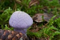 Inedible mushroom Cortinarius traganus in the spruce forest.