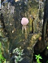 The inedible mushroom Daldinia concentrica is known by several common names, including King Alfred cake, cramp ball,