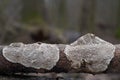 Inedible mushroom Datronia mollis in the floodplain forest.