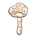 Inedible mushroom Deadly Dapperling in cartoon style. Poisonous Lepiota brunneoincarnata hand drawn. Vector illustration Royalty Free Stock Photo