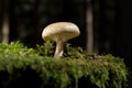 Inedible Mushroom Fleecy Fibrecap (Inocybe flocculosa)