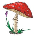 Vector illustration of a mushroom. Inedible mushroom in the forest. Amanita Royalty Free Stock Photo