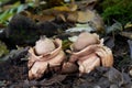 Inedible mushroom Geastrum triplex on the ground. Known as Collared Earthstar.