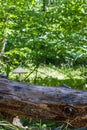 An inedible mushroom grows from log