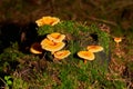 Inedible mushroom Hygrophoropsis aurantiaca in the pine forest.