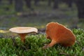 Inedible mushroom Hygrophoropsis aurantiaca in the pine forest.