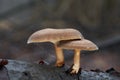 Inedible mushroom Lentinus brumalis on the wood.