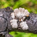 Inedible mushroom Melanistic ordinary lat. Schizophyllum commu Royalty Free Stock Photo