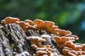 Inedible mushroom Melanistic ordinary lat. Schizophyllum commu Royalty Free Stock Photo