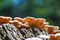 Inedible mushroom Melanistic ordinary lat. Schizophyllum commu Royalty Free Stock Photo