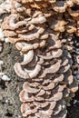 Inedible mushroom Melanistic ordinary lat. Schizophyllum commu Royalty Free Stock Photo