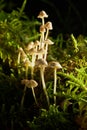 Inedible mushroom Mycena epipterygia in the forest. Royalty Free Stock Photo