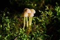 Inedible mushroom Mycena epipterygia in the forest. Known as Yellowleg Bonnet. Royalty Free Stock Photo