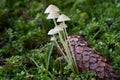 Inedible mushroom Mycena epipterygia in the wet spruce forest. Known as Yellowleg Bonnet. Royalty Free Stock Photo