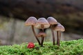 Inedible mushroom Mycena tintinnabulum on the wood.