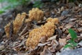 Inedible mushroom Ramaria fagetorum in the beech forest.