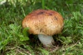 Inedible mushroom Russula foetens in the forest meadow. Known as stinking russula.