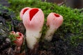 Inedible mushroom Sarcoscypha coccinea in the floodplain forest.