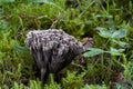 Inedible mushroom Thelephora palmata growing in the forest meadow in the moss and plants.