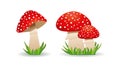 Inedible mushrooms fly agaric. mushroom toadstool. Vector illustration