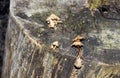 Inedible mushrooms grew on an old stump