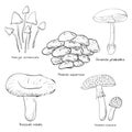 Inedible mushrooms. Line art. Set of vector illustrations