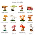 Inedible mushrooms vector set of icons isolated on white background.